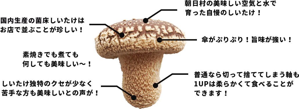 きのこのこだわり